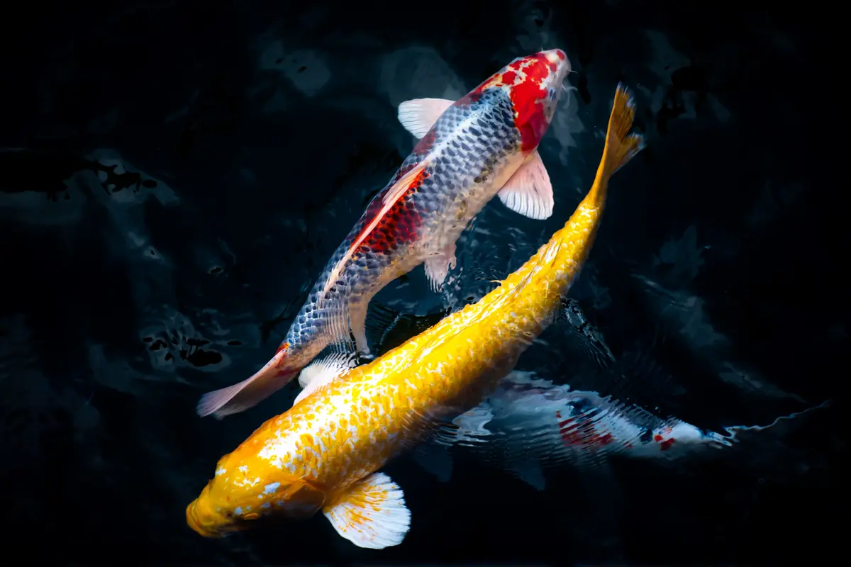 Ilustrasi mimpi, ikan koi