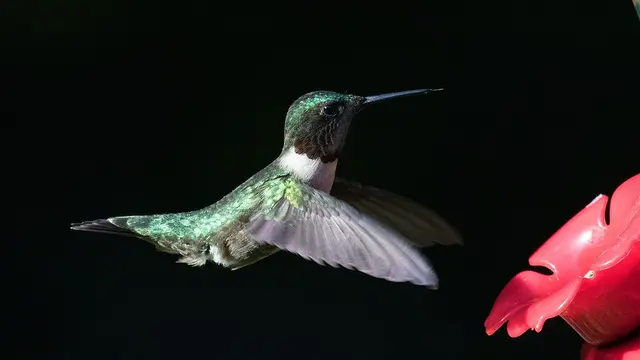 Kolibri