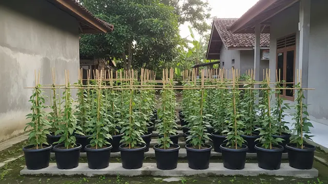 Ide Kebun Kacang-Kacangan dan Sayur yang Mudah Ditanam di Rumah Model Kacang Panjang dalam Pot