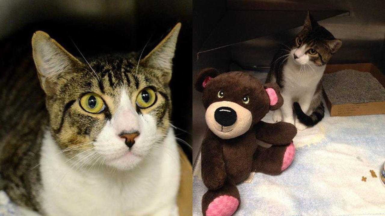 Kisah Haru Wanita Tunawisma Selamatkan Kucing Terlantar