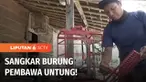 Muryanto, pria asal Kabupaten Klaten awalnya bekerja sebagai mekanik. Namun, dirinya lantas banting setir menjadi perajin sangkar burung. Meskipun belajar secara otodidak, hasil karyanya ternyata mampu diterima di pasaran dan menghasilkan pundi-pundi...