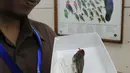 Peneliti menunjukkan burung Myzomela Prawiradilagae di Pusat Penelitian Biologi LIPI, Bogor, Selasa (8/10/2019). Burung jenis baru Myzomela Prawiradilagae diketemukan di Pulau Alor NTT. (merdeka.com/Arie Basuki)