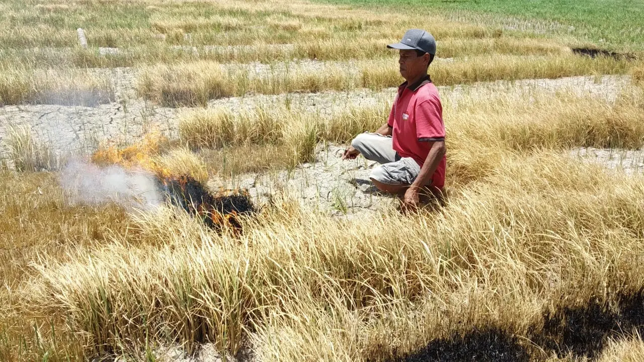 Gagal Panen Petani Bakar Sawah