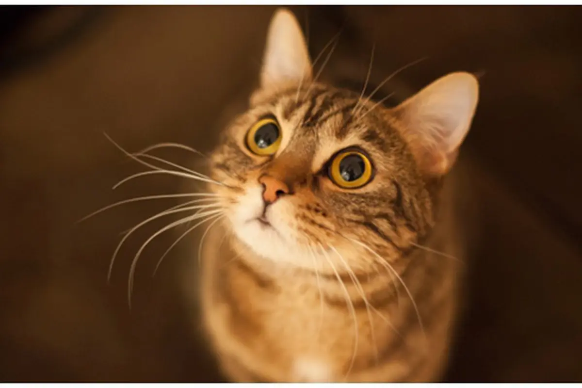 Foto : copyright thinkstockphotos.com