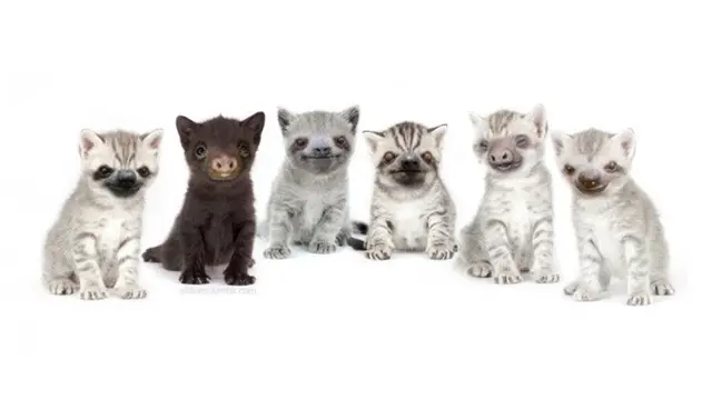 kucing editan