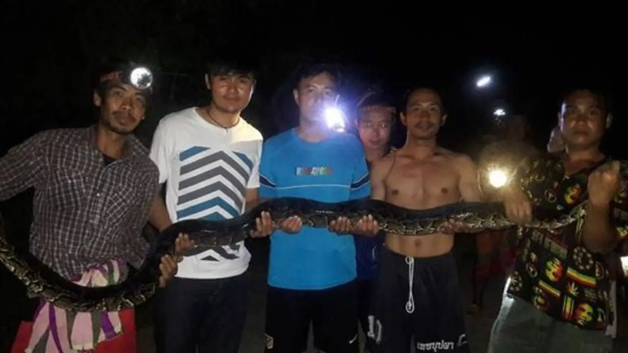 Mengganas, Ular Piton 4 Meter Melawan 8 Pria Penangkapnya