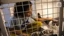 Karyawan merawat kucing di tempat penitipan kucing Arnamir. (Liputan6.com/Faizal Fanani)