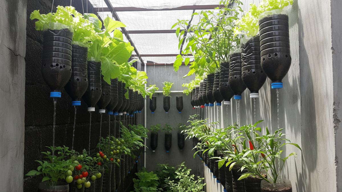 7 Konsep Kebun Sayur Keluarga Anti-Inflasi di Halaman Belakang Rumah, Hemat Pengeluaran