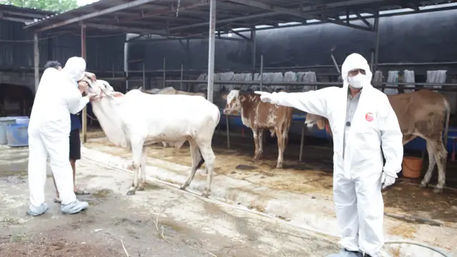 Penuhi Kebutuhan Kurban, Mentan Minta Pemda Siaga Wabah Penyakit Mulut dan Kuku