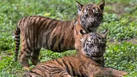 Taman Safari Indonesia II Prigen Perkenalkan Anak-anak Harimau Sumatera