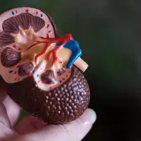 Ilustrasi Ginjal Credit: unsplash.com/Robina