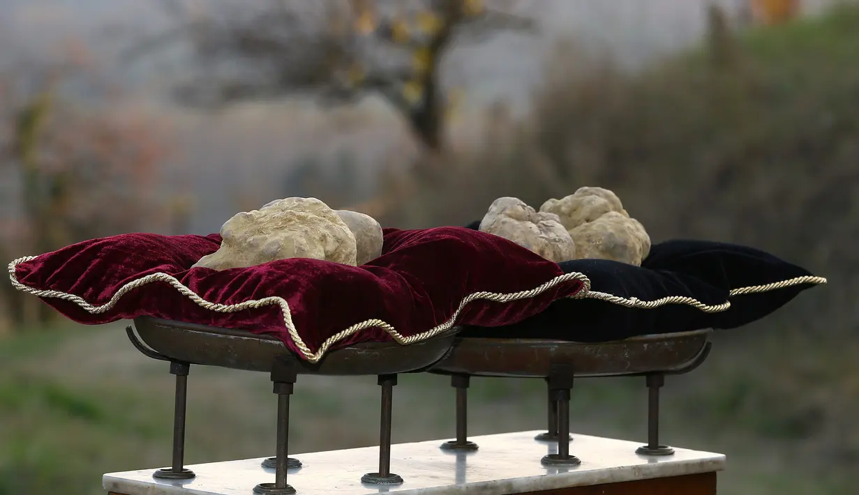 Jamur Truffle ditampilkan sebelum lelang internasional di Istana Grinzane, Italia, Minggu (13/11). Penampilannya memang tidak menarik, tetapi truffle tercatat sebagai jamur termahal di dunia saat ini. (REUTERS/Stefano Rellandini)