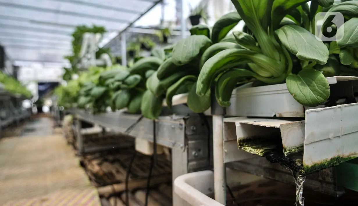 Sistem sirkulasi air di kebun sayur hidroponik Gang Hijau RT 007/008, Kelurahan Cipinang Besar Utara, Jakarta, Rabu (9/9/2020). Kebun sayuran hidroponik ini dibangun pada Mei lalu dan telah sekali panen yang hasilnya dimanfaatkan untuk konsumsi warga setempat.  (merdeka.com/Iqbal S. Nugroho)