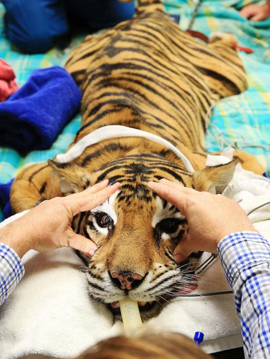 Harimau Bengal dari Taman Satwa Zambi di Sydney saat menjalani operasi penyembuhan matanya yang juling di Rumah Sakit Universitas Kedokteran Hewan di Camden, Sydney, Australia, Rabu (16/11). (AFP Photo/Toby Zerna)