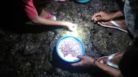 Warga kampung Sikka NTT sedang berburu ulat nyale. Ulat nyale akan muncul dengan sendirinya di laut selatan Desa Sikka saat ritual Jalan Salib ke-3 menjelang paskah. (Liputan6.com/ Jhon Gomes)