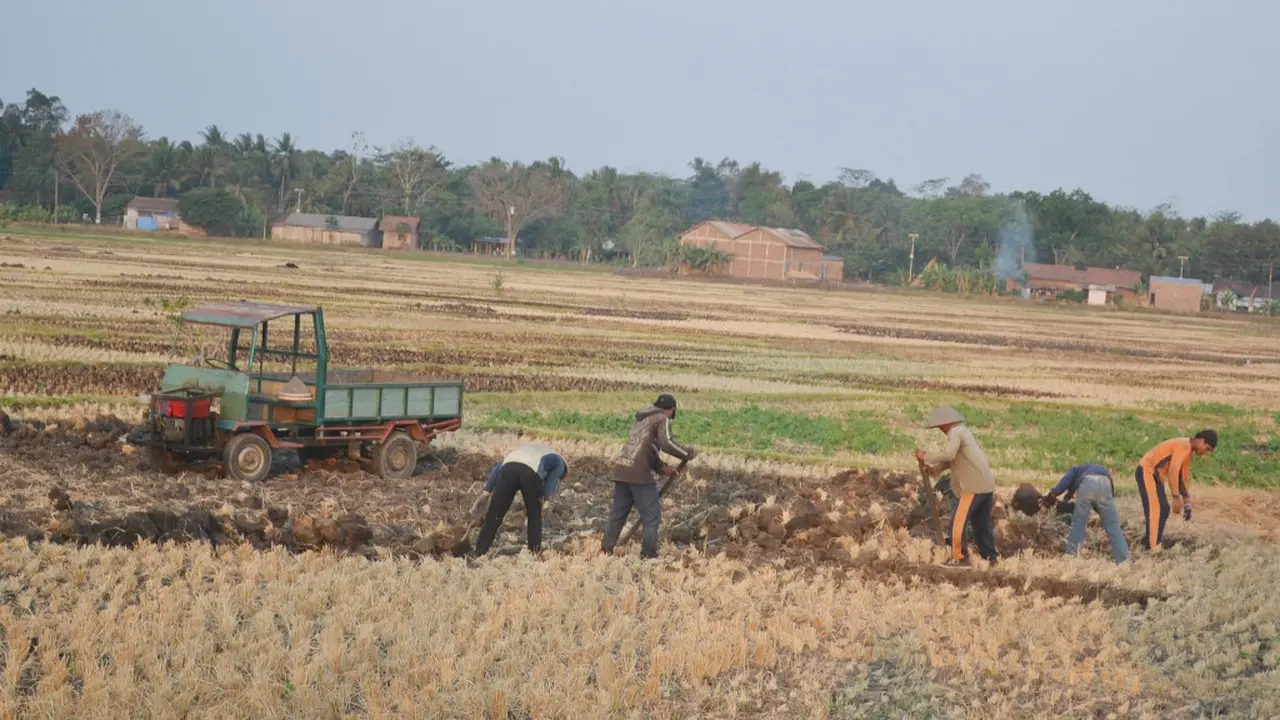 Petani di Cilacap menjual bongkahan tanah sawah pada musim kemarau. (Foto: Liputan6.com/Muhamad Ridlo)