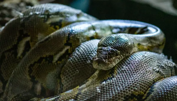 Cek Kode Promo Tokopedia Hari Ini Gratis Ongkir Disini: Panduan Lengkap