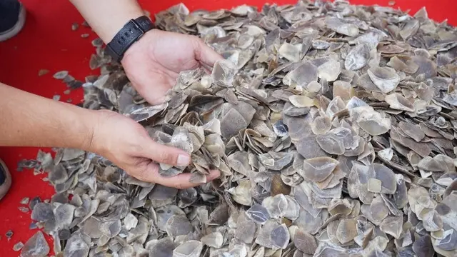 41 kilogram sisik trenggiling sitaan Polda Riau dari pelaku jual beli organ satwa dilindungi.