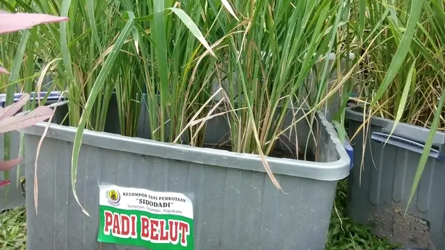 Warga Kota Jogja Kini Bisa Panen Padi Belut