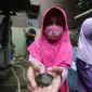 Tsabita, gadis cilik berusia 7 tahun menunjukkan kura-kura kecil saat berkunjung ke penangkaran kura-kura di Desa Loa Kulu Kota, Kabupaten Kutai Kartanegara.