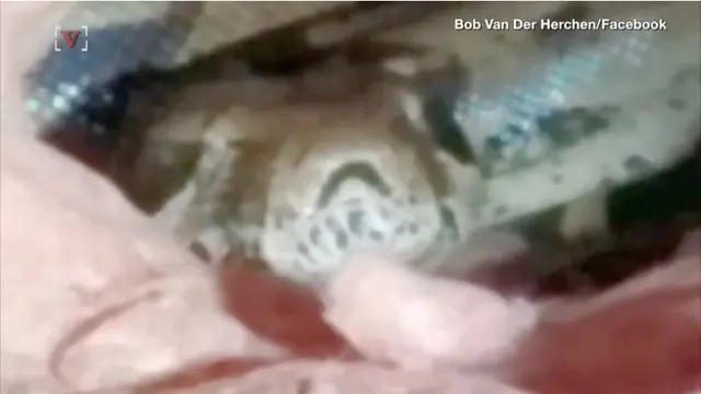 Sering Muncul Suara Aneh di Atap, Ternyata Ada Ular Boa