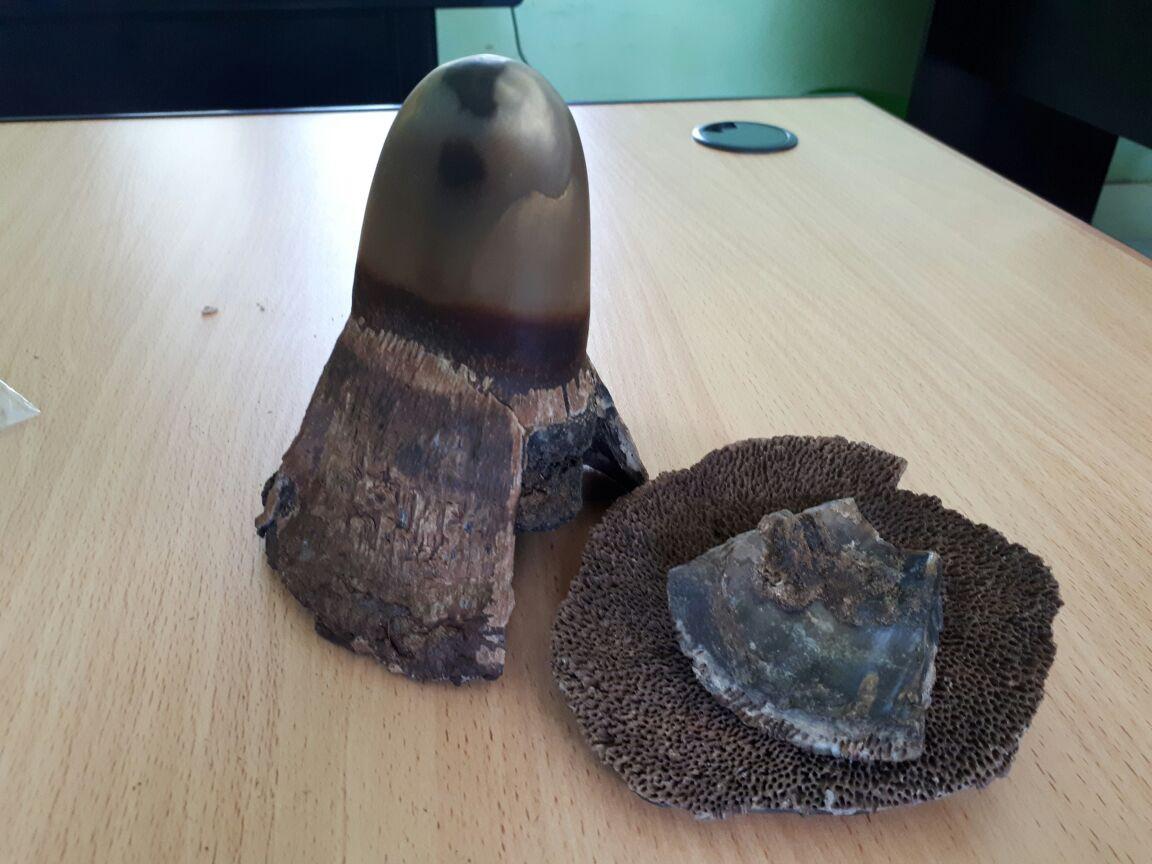 Polisi mengamankan cula badak dari penjual organ hewan langka. Foto (Reza Efendi/Liputan6.com)