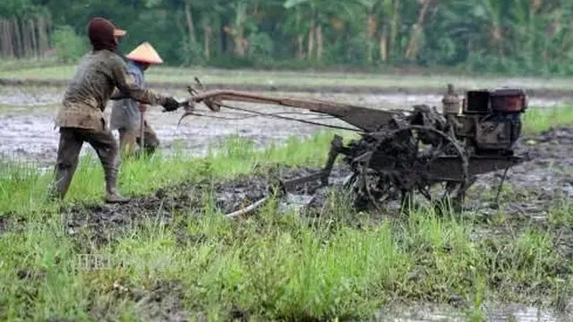 Ilustrasi petani membajak sawah dengan menggunakan traktor (Istimewa)