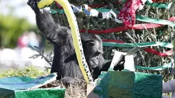 Seekor simpanse membuka hadiah Natal saat acara 'Christmas with the Chimps' di Lion Country Safari, Florida (22/12). Acara ini sudah menjadi tradisi di kebun binatang tersebut selama 20 tahun. (AFP PHOTO/Rhona Wise)
