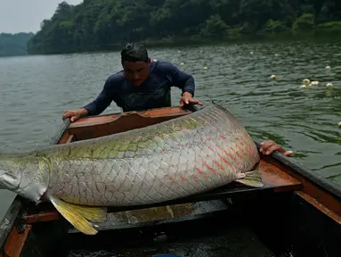 Nelayan berusaha naik ke perahu usai berhasil menangkap ikan arapaima atau Pirarucu di Sungai Amazon, Volta do Bucho, Ituxi Reserve, Brasil, 20 September 2017. Salah satu jenis ikan purba ini merupakan ikan air tawar terbesar di dunia. (CARL DE SOUZA/AFP)