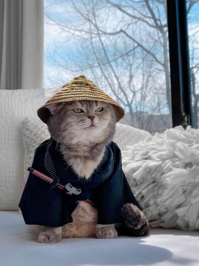 8 Potret Kucing saat Pakai Kostum Unik Ini Curi Perhatian, Menggemaskan