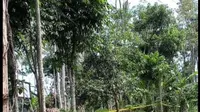 Ibunda Bocah yang Diperkosa dan Dibunuh di Banyuwangi Sedang Hamil Tua, Kerap Mengigau Panggil-Panggil Nama Korban