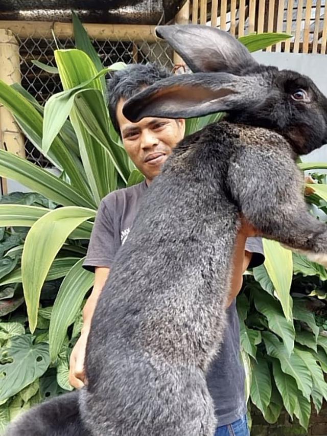 6 Potret Kelinci Raksasa Jenis Flemish, Ukuran Tubuh Bisa Sebesar Manusia