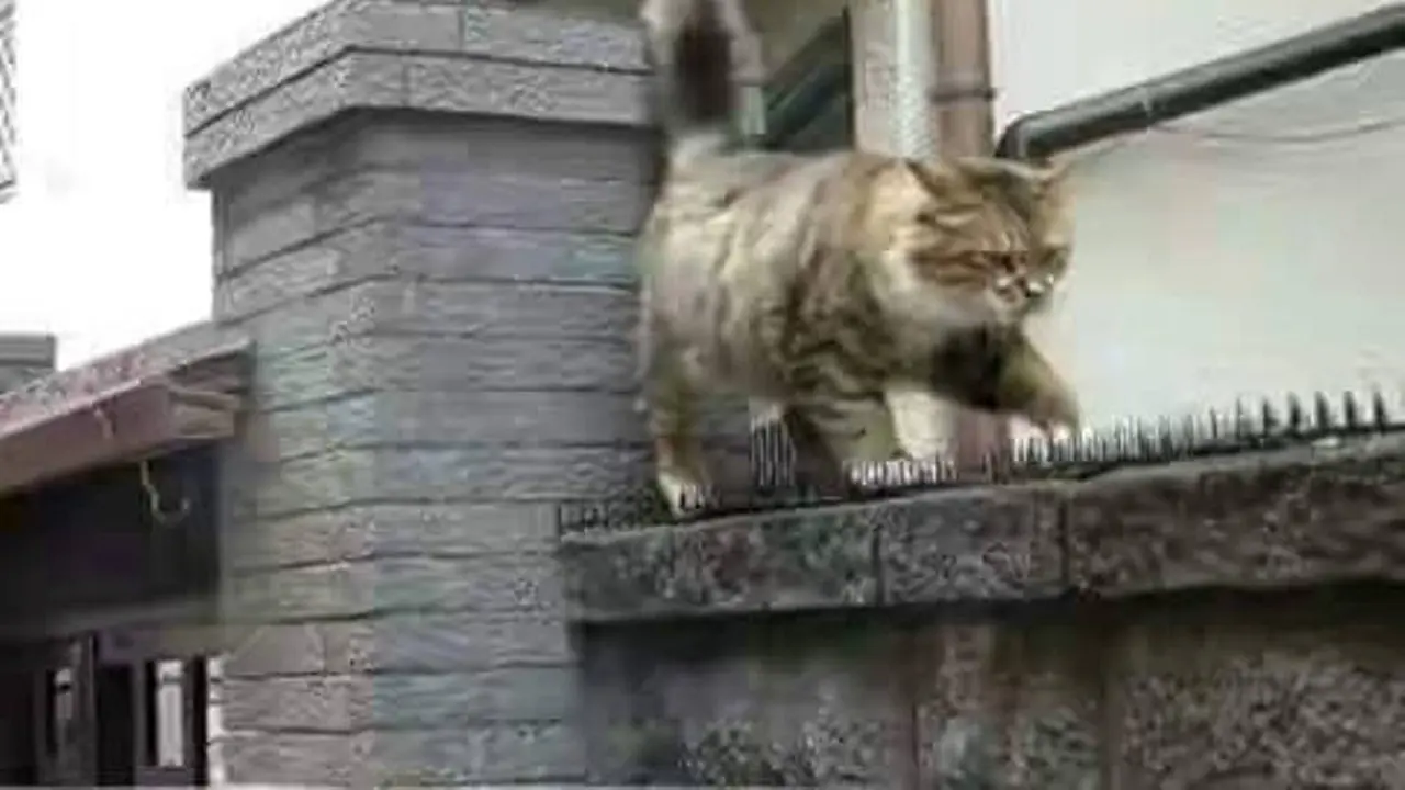 Kucing