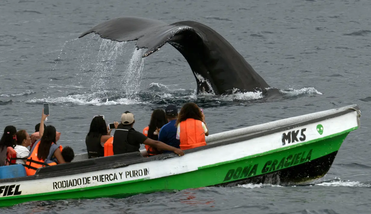 Paus bungkuk bermigrasi setiap tahun dari Semenanjung Antartika ke pesisir Samudra Pasifik di Panama. (Luis ACOSTA/AFP)