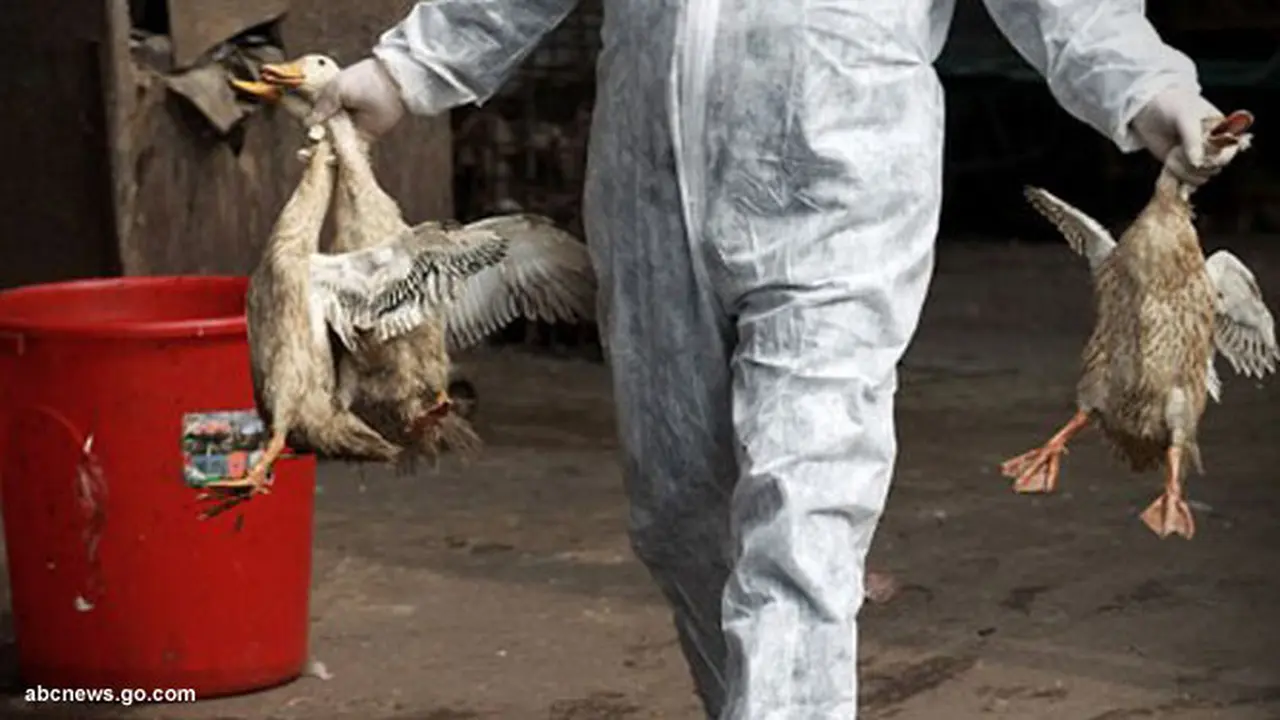 h7n9-130416b.jpg