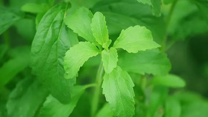 Ilustrasi Daun Stevia