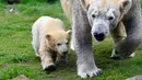 Bayi beruang kutub ditemani sang induk menunjukkan langkah pertamanya di luar kandang kebun binatang di Gelsenkirchen, Jerman, 13 April 2018.  Bayi beruang itu tampak sedikit malu-malu saat menjelajahi kandangnya. (AP Photo/Martin Meissner)