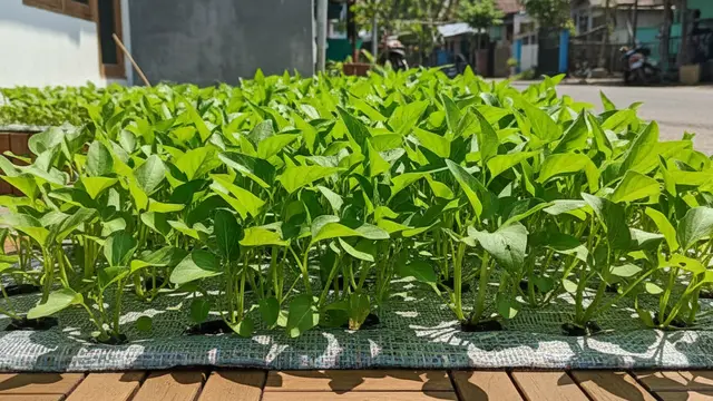 Model Kebun Mini untuk Hemat Belanja. Gemini
