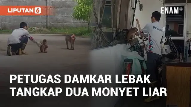 Damkar Lebak tangkap dua monyet liar di Perumahan CMR Maja (19/01/2025). Kehadiran monyet liar buat warga resah karena berkeliaran di lingkungan perumahan