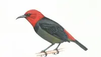 Pemberian nama pada burung endemik Rote itu disebut sebagai wujud penghargaan kepada Iriana Jokowi yang sangat memperhatikan burung. (LIPI)