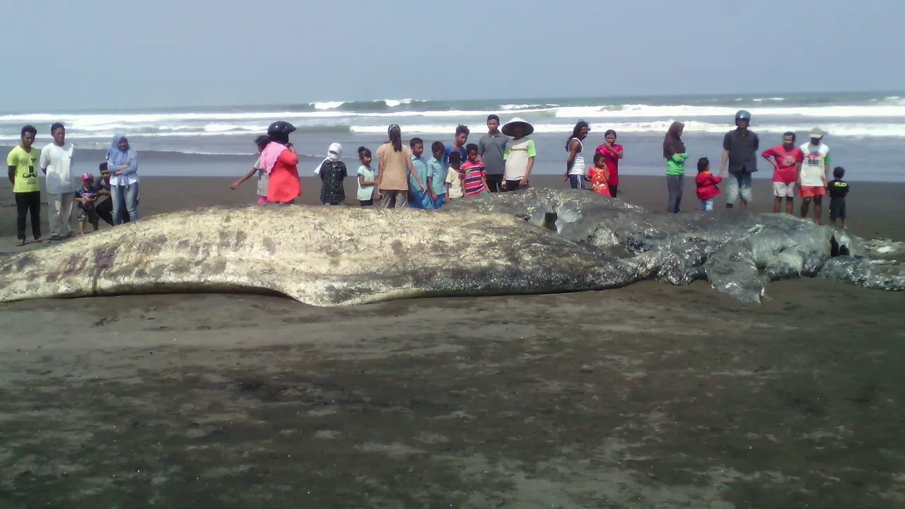 Bangkai Sangga Langit Tua Jadi Objek Swafoto Warga Cilacap