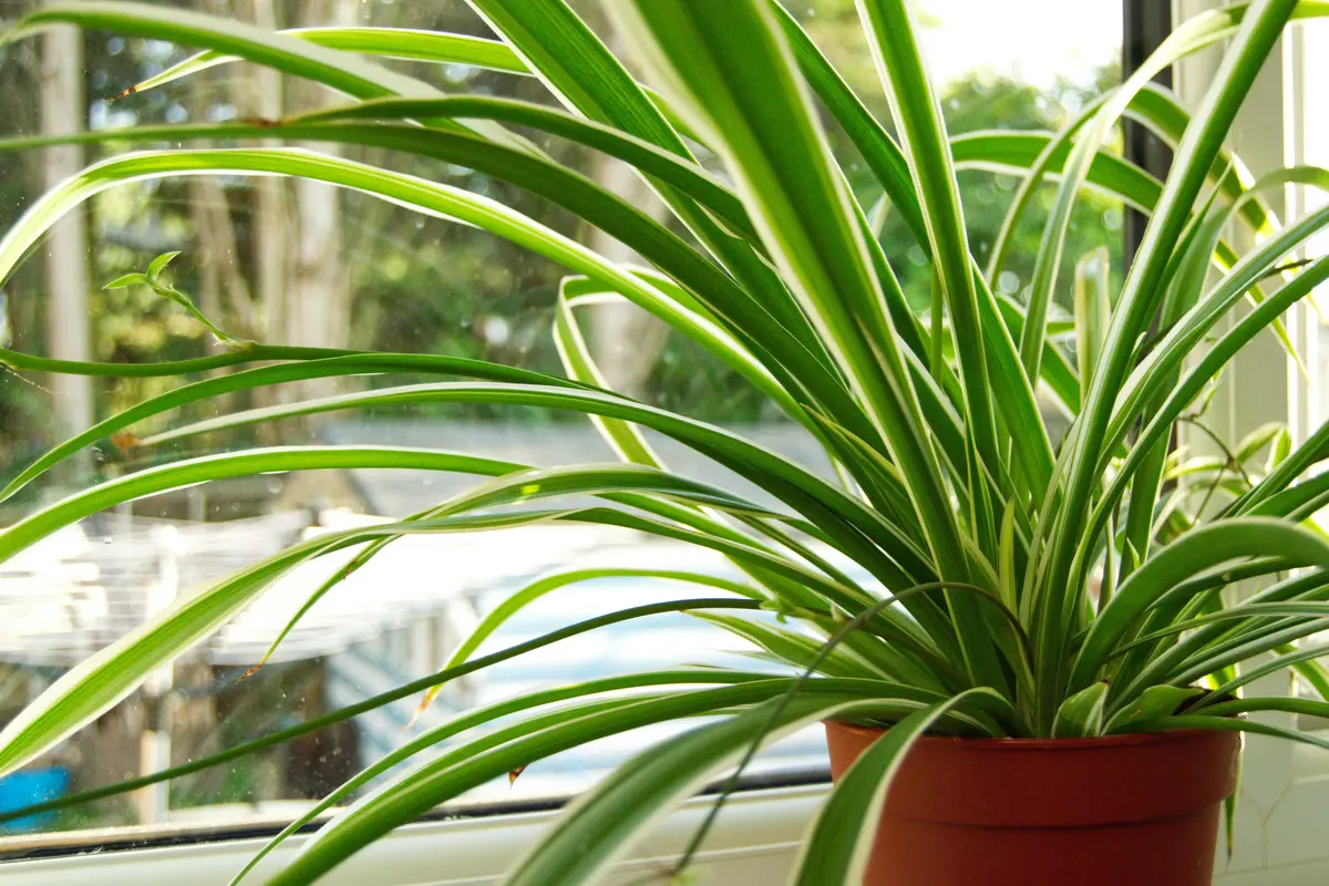 Cara Merawat Spider Plant agar Tetap Subur, dari Penyiraman hingga Tips Perbanyak Tanaman