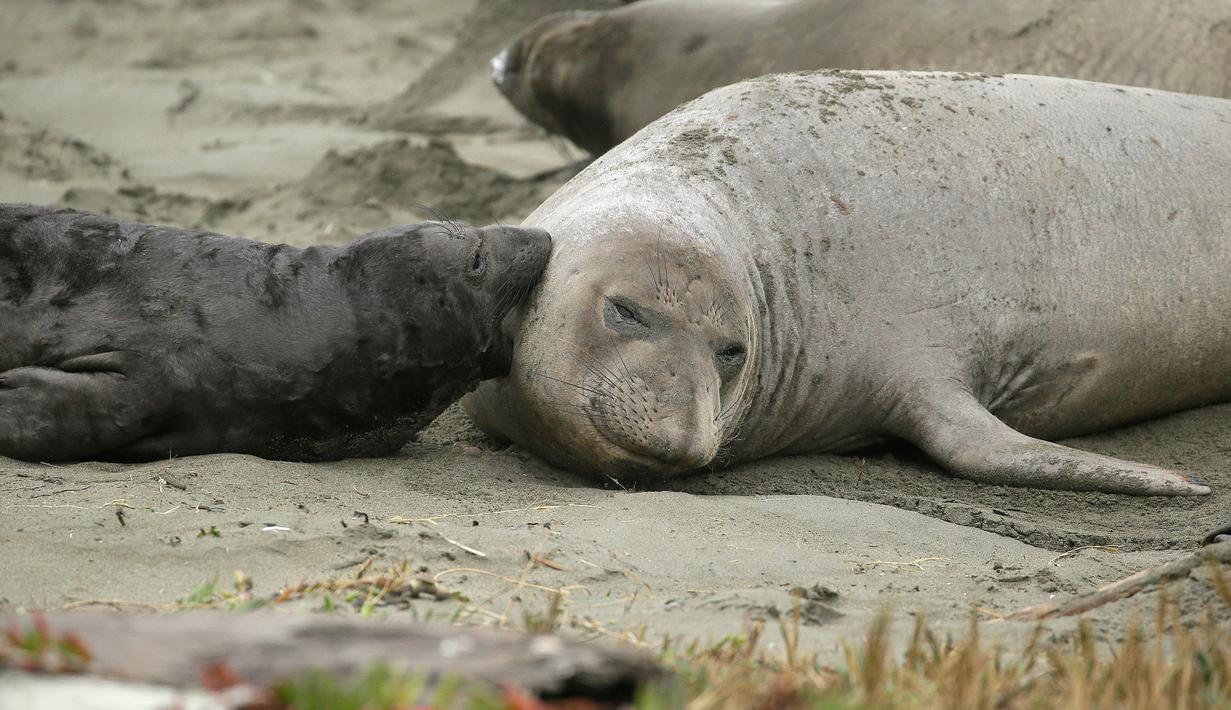 FOTO Pantai di California Ditutup Akibat Invasi Gajah  