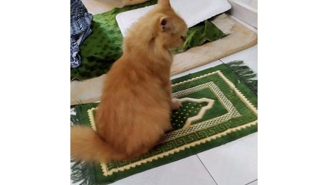 6 Potret Lucu Kucing Temani Salat Tarawih, Bikin Gemas