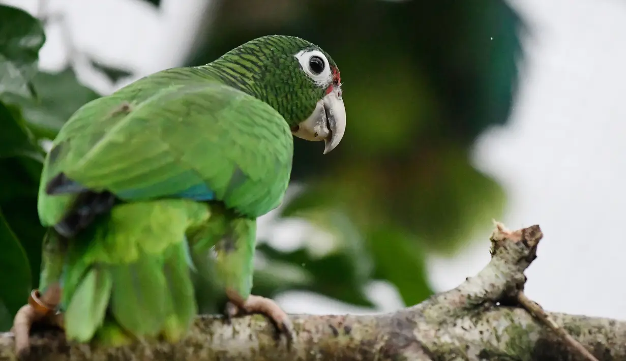 Burung beo Puerto Rico bertengger pada dahan pohon di pusat penangkaran di Iguaca Aviary, El Yunque, Puerto Rico, (6/11). Para ilmuwan saat ini lebih fokus untuk merilis beo Puerto Rico ke alam liar daripada melakukan reproduksi. (AP Photo/Carlos Giusti)