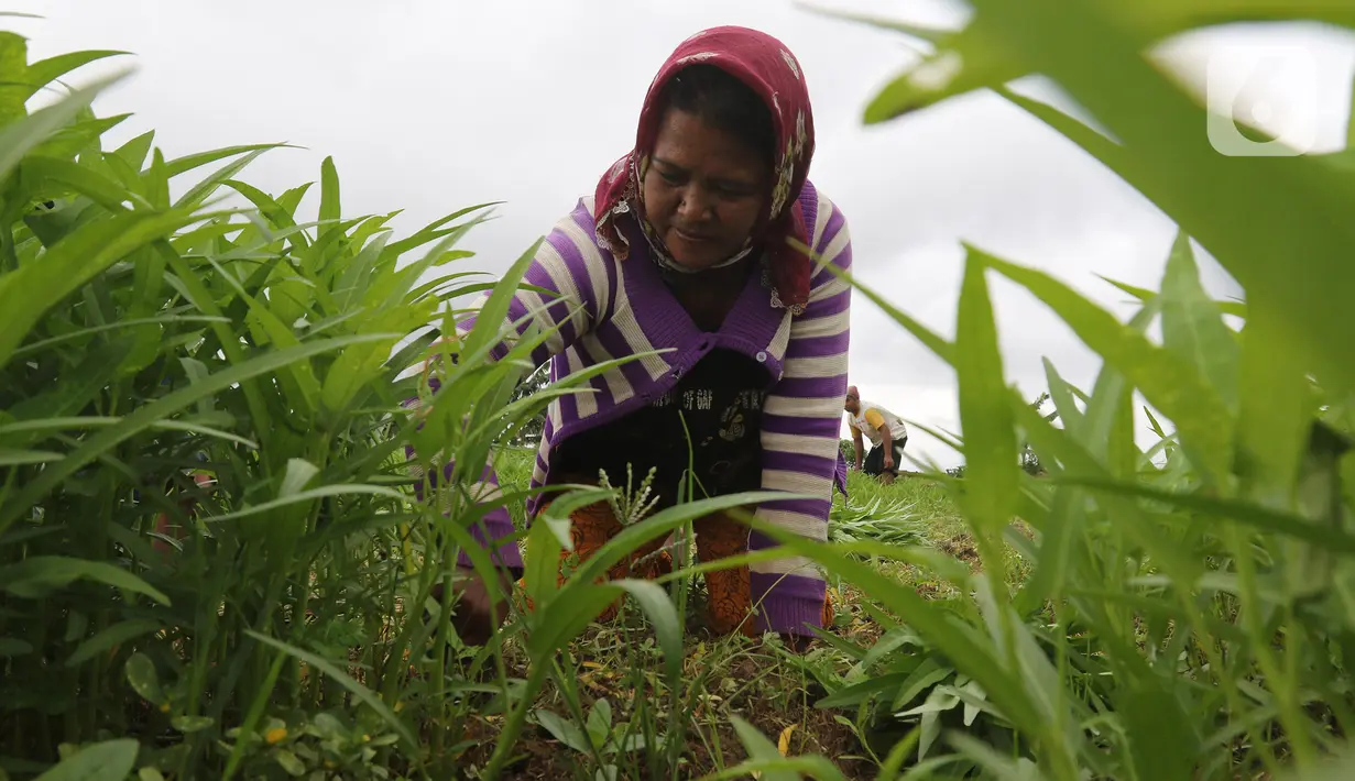 Seorang petani memetik kangkung di lahan pertanian kawasan Rorotan, Cilincing, Jakarta Utara, Selasa (5/1/2021). Berdasarkan data Dinas Ketahanan Pangan, Kelautan, dan Perikanan Provinsi DKI, hanya terdapat sekitar 414 hektare lahan sawah di Ibu Kota. (Liputan6.com/Herman Zakharia)