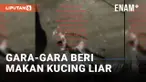 KUCING