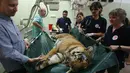 Seekor harimau bernama Laziz sedang dipindah untuk diperiksa rumah sakit hewan Universitas Hebrew, Israel (24/08). Sebelum dibawa ke Afrika Selatan, harimau dan binatang lain di kebun binatang dirawat dan diperiksa dahulu. (AFP PHOTO/Menahem Kahana)
