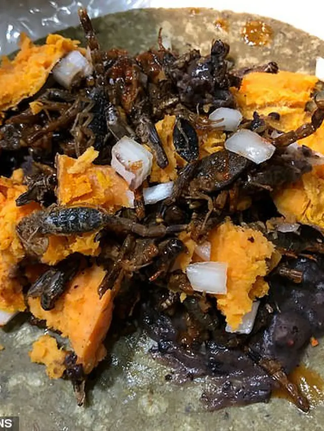 makan serangga demi kekar