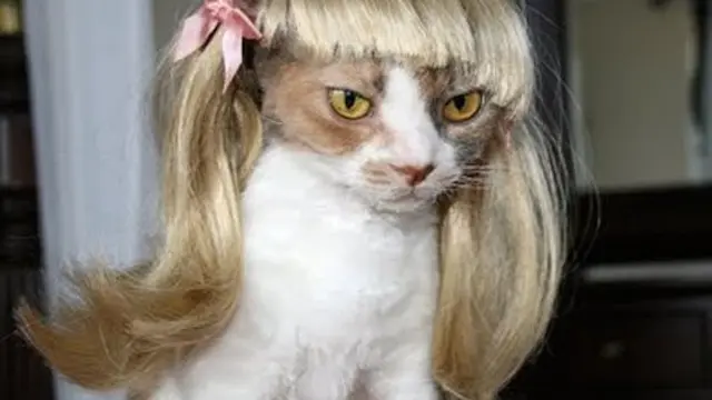 Potret Kucing saat Memakai Wig ini sukses Bikin Gemes